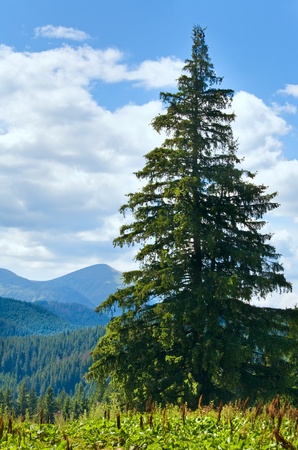 Summer mountain landscape with big fir tree on Goverla Mount backgroundの写真素材