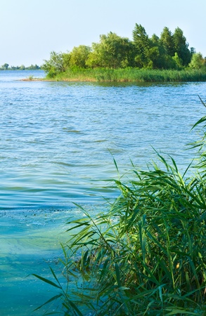 Summer rushy lake view with small grove on shoreの写真素材