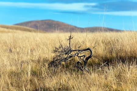Morning misty autumn mountain landscape with dry twig (Carpathian, Ukraine)の写真素材