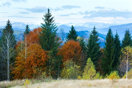 Morning autumn colorful forest and snow on mountain top behind.