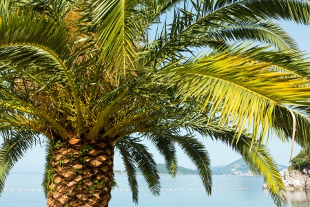 Palm tree top (closeup) on sea coast background (Montenegro, Budva)の写真素材