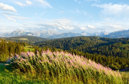 Summer evening mountain village outskirts with pink flowers in front and Tatra range behind(Gliczarow Gorny, Poland)の写真素材