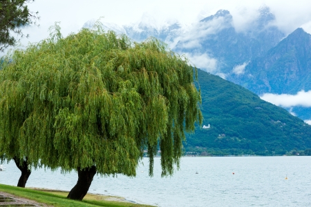 Lake Como (Italy) summer cloudy view with willow trees on shoreの写真素材