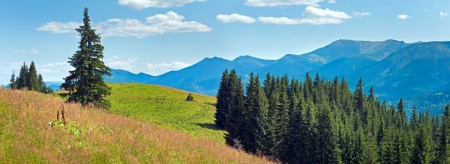 Summer mountain panorama with flowering grassland in front and  fir forest on slope (Carpathian, Ukraine).の写真素材