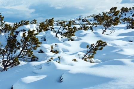Beautiful winter mountain landscape with pine trees in snowdrift.の写真素材