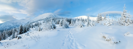 Morning winter mountain landscape with fir forest on slope.の写真素材