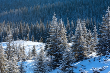 Morning winter mountain landscape with fir trees in front.の写真素材