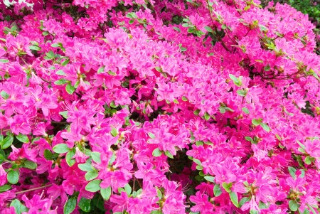 Blossoming Rhododendron bush with pink flowers (closeup, nature background)の写真素材