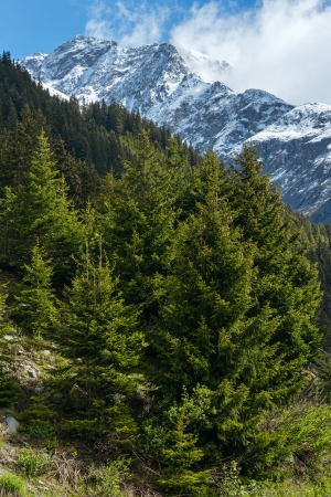 Summer mountain landscape with fir forest on slope (Silvretta Alps, Austria).の写真素材