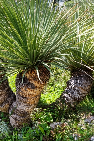 Summer park with palm trees.の写真素材