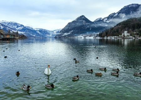 Cloudy winter Alpine  lake Grundlsee view (Austria) with wild ducks and swan on water.の写真素材