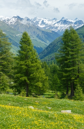 Yellow dandelion flowers on summer mountain slope (Alps, Switzerland)の写真素材