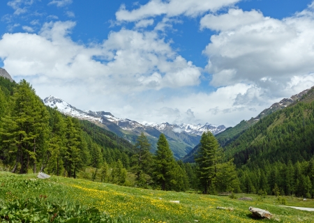 Yellow dandelion flowers on summer mountain slope (Alps, Switzerland)の写真素材