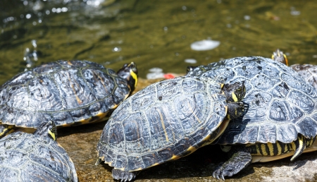 Group of turtles resting near the water
