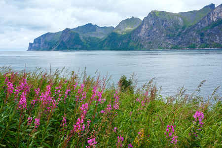 Summer Senja coast (Norway) view and pink flowers in front. Cloudy weather.の写真素材
