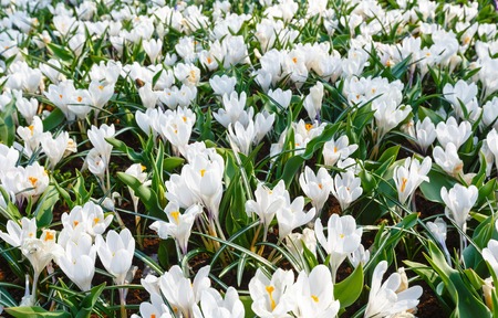 Beautiful white crocuses (macro) in the spring time. Nature background.の写真素材