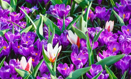 Beautiful purple crocuses and several white-red tulips (macro) in the spring time. Nature background.の写真素材