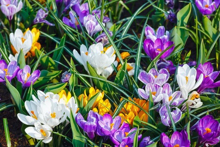 Beautiful purple, yellow and white crocuses (macro) in the spring time. Nature background.の写真素材