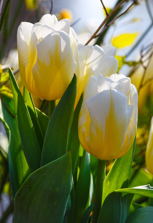 Beautiful white-yellow tulips in the spring time (macro).の写真素材