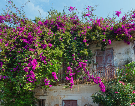 Old house with  flowering tree on the roofの写真素材