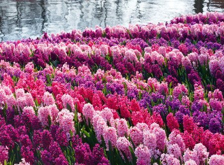 Beautiful varicolored hyacinths near pond. Nature spring background.の写真素材