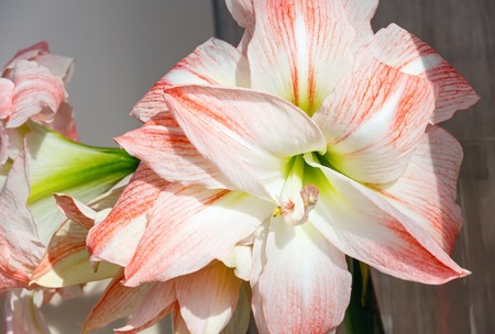 Beautiful red with white flowers of Amaryllis (macro) in spring.の写真素材