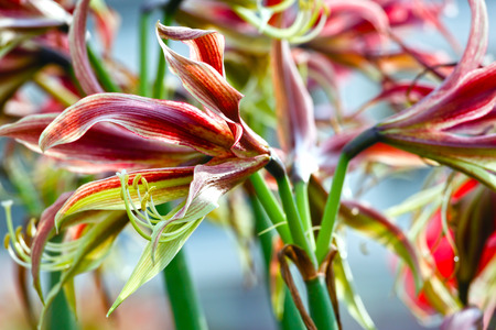 Bouquet of red Hippeastrum flowers (close up).の写真素材