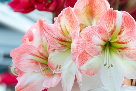 Beautiful red with white flowers of Amaryllis (macro) in spring.の写真素材