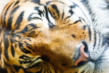 Beautiful strong striped sleeping tiger closeup.の写真素材