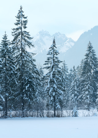 Winter mountain landscape with snowy fir forest.の写真素材