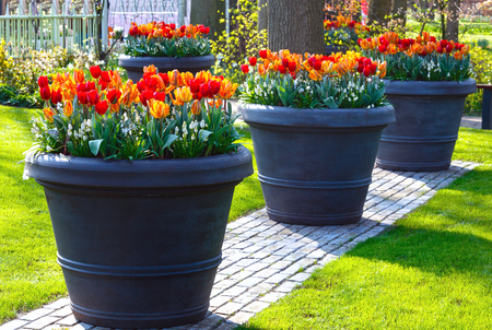 Beautiful red-yellow tulips in big flowerpots in spring park.の写真素材