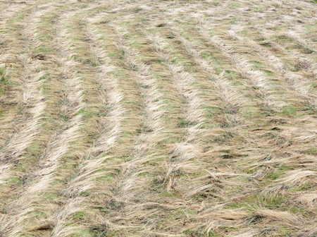 Reaped (mowed) strip of field (meadow). Background.