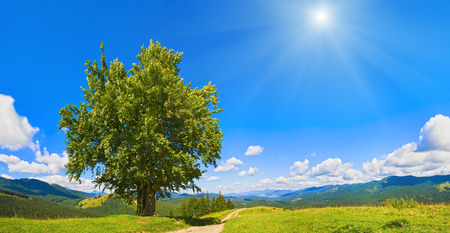 Summer mountain panorama with country road and lonely big tree (Carpathian, Ukraine)の写真素材