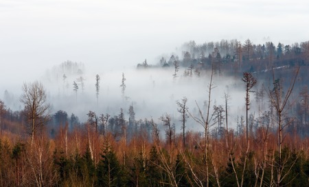 Low cloud stuck in the tops of trees and cloudy sky above them.の写真素材