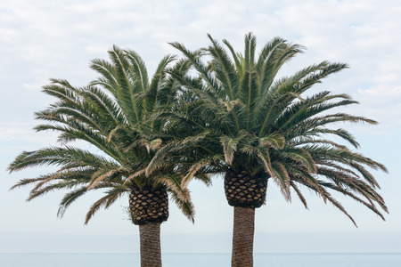 Branches of palm trees on summer blue sky background with white clouds.の写真素材