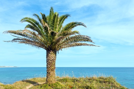 Palm tree on ocean shore on sky and water background.の写真素材