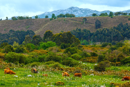 Herd of cows on  summer pasture , Asturias, Spain.の写真素材