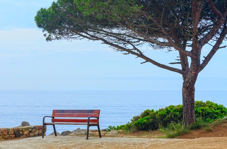 Summer seascape from observation area with bench and evergreen tree.の写真素材