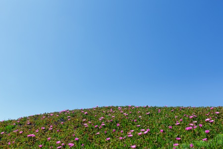 Blue sky and summer blossoming hill with Carpobrotus pink flowers.の写真素材