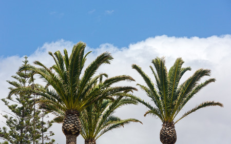 Branches of palm trees on summer blue sky background with white clouds.の写真素材