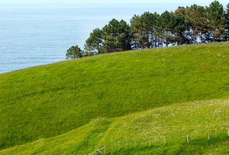 Pine trees on summer coast on sea background.の写真素材