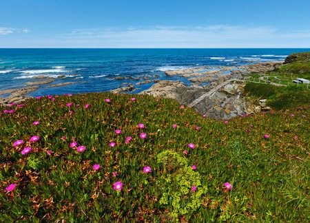 Summer blossoming Atlantic coastline landscape with pink flowers (Spain).