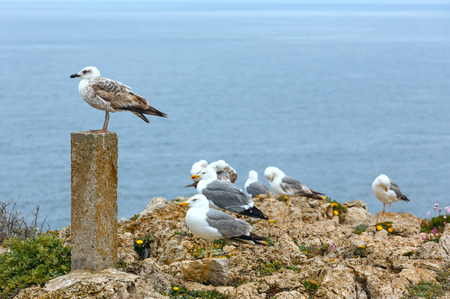 Seagulls on stones on sea water background.の写真素材