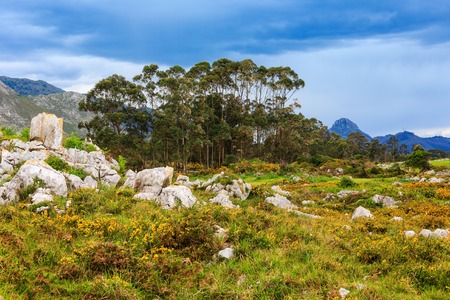 Summer blossoming hill with yellow bushes, stones and trees (near Camango, Asturias, Spain).