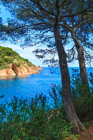 Pine trees with cones on rocky coast above sea.の写真素材