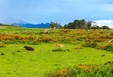 Cow herd on summer blossoming hill with stones and  yellow bushes.の写真素材