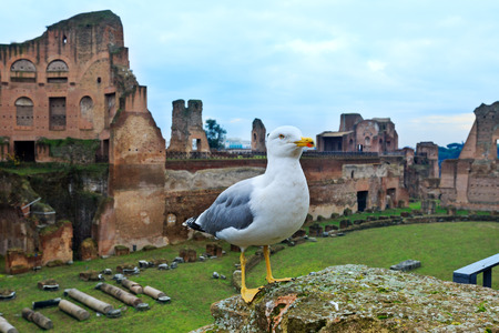 Gull (in front, closeup) and Hippodrome Stadium of Domitian at Palatine Hill in Rome, Italy.の写真素材