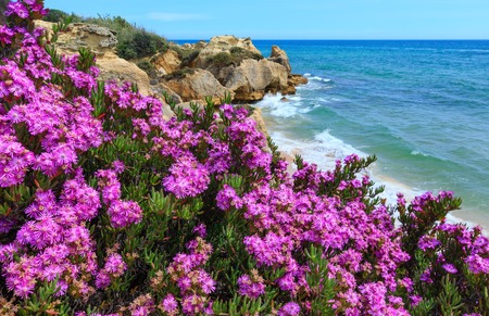 Summer blossoming Atlantic rocky coast view with purple flowers (Algarve, Portugal).