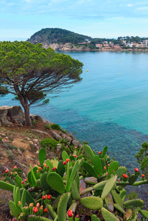 Palamos coast view with blossoming cactus in front. Summer morning landscape, Girona, Costa Brava, Spain.の写真素材