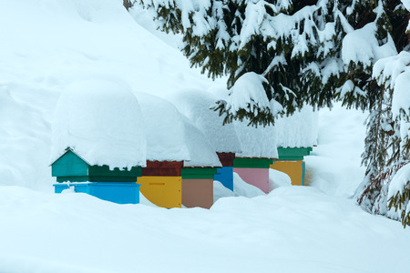 Colorful beehives with snowdrift on roofs on the slope in winter Ukrainian Carpathians.の写真素材